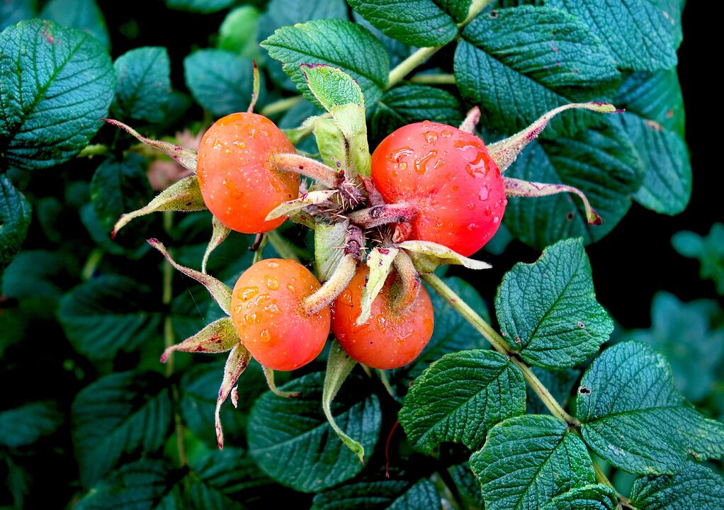 rose hips for the treatment of cystitis